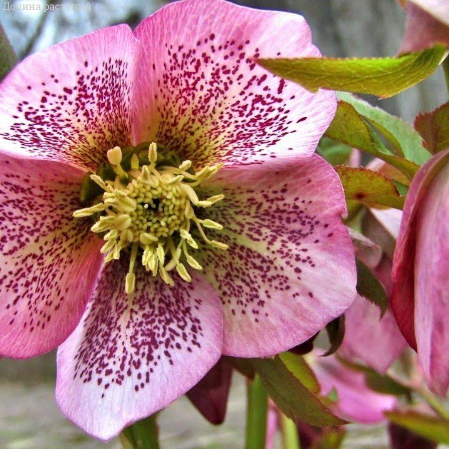 Морозник Монтсегур Морозник Монтсегур - Dolina-Sad.Ru