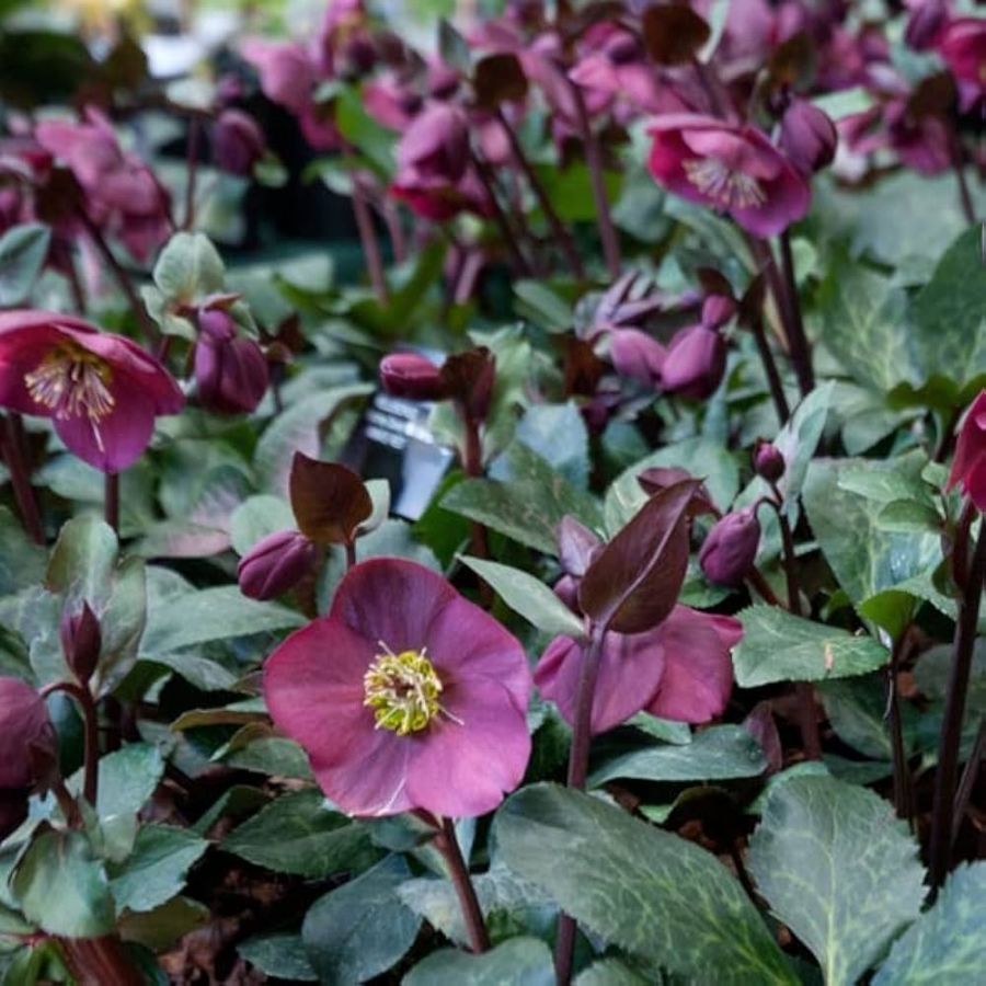 Морозник Ред Гибридс Морозник Ред Гибридс - Dolina-Sad.Ru