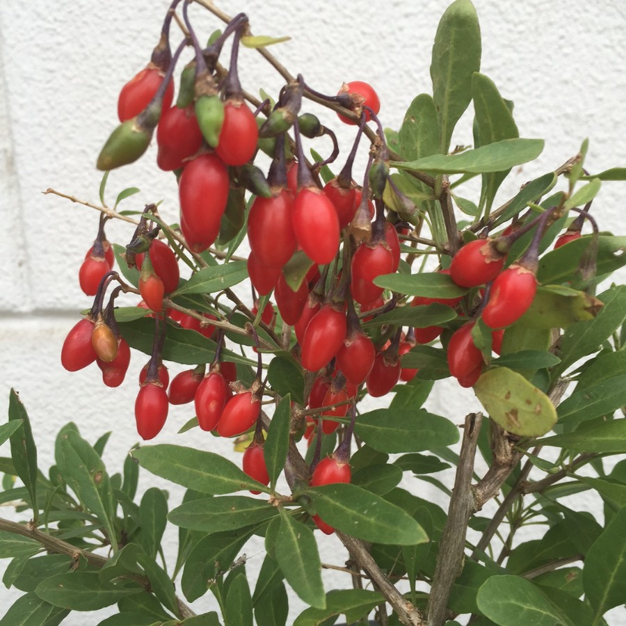 Дереза Литтл Годжи - Dolina-Sad.Ru