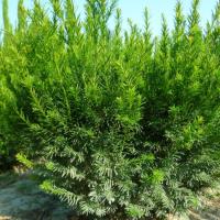 Тис средний Гроенланд, С3 Тис средний Гроенланд, С3 - Dolina-Sad.Ru