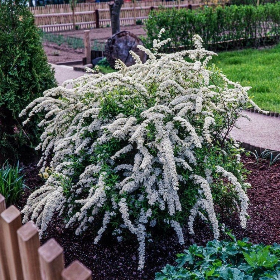 Спирея Аргута, С3 Спирея Аргута, С3 - Dolina-Sad.Ru