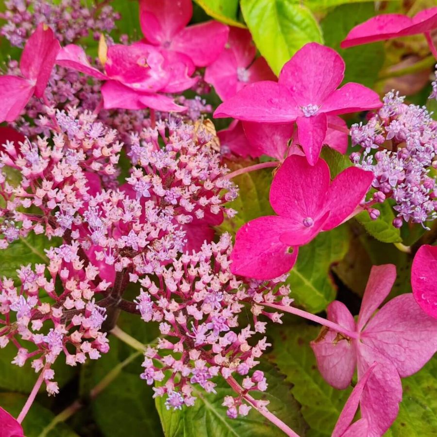 Гортензия крупнолистная Селина Гортензия крупнолистная Селина - Dolina-Sad.Ru