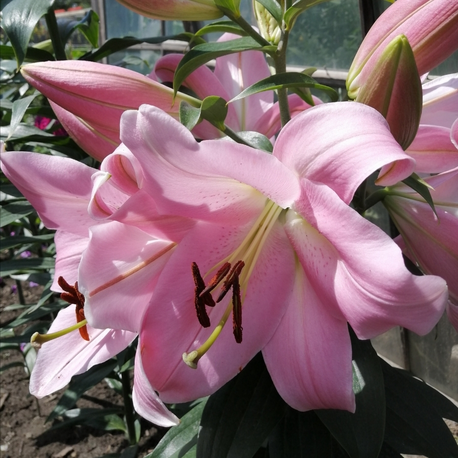 Лилия Белламонте - Dolina-Sad.Ru