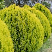 Туя Восточная Ауреа Нана, С3 Туя Восточная Ауреа Нана, С3 - Dolina-Sad.Ru