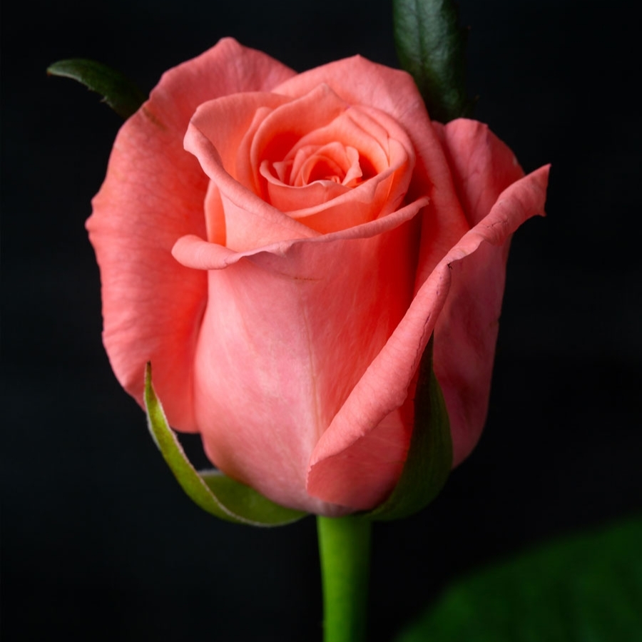 Роза Анна Каренина - Dolina-Sad.Ru