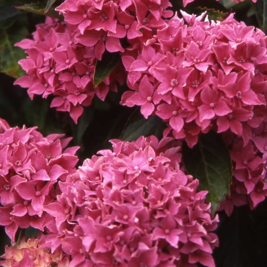 Гортензия крупнолистная Товелит - Dolina-Sad.Ru