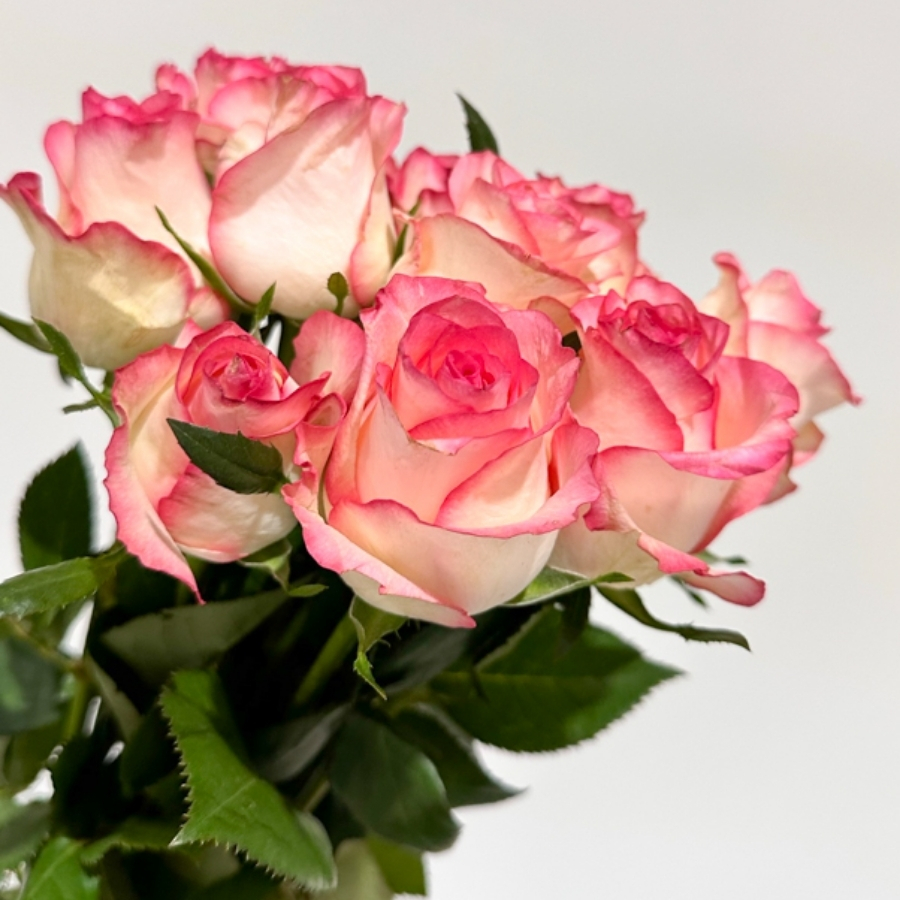 Роза Джумилия Роза Джумилия - Dolina-Sad.Ru