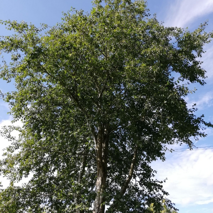 Ольха серая, С3 Ольха серая, С3 - Dolina-Sad.Ru