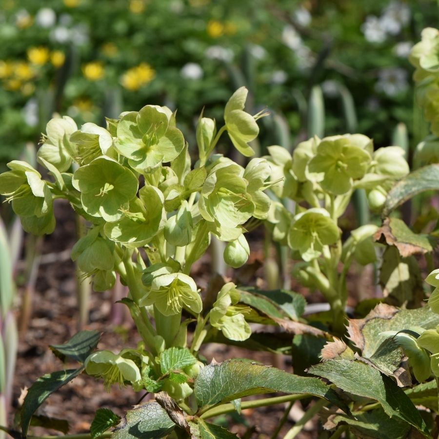 Морозник падуболистный Морозник падуболистный - Dolina-Sad.Ru