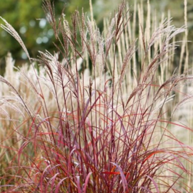 Мискантус Пурпл Фолл Мискантус Пурпл Фолл фото