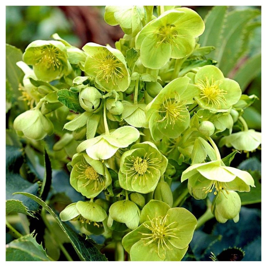 Морозник Грин Дварф Морозник Грин Дварф - Dolina-Sad.Ru