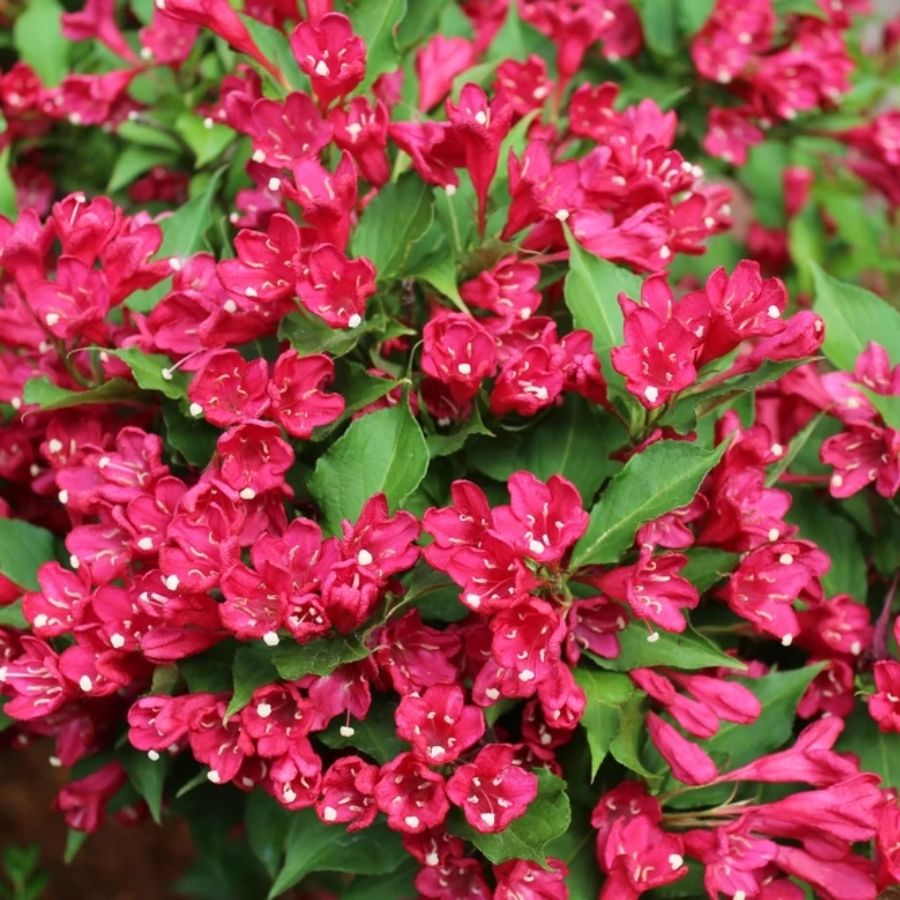 Вейгела Эвита, С3 - Dolina-Sad.Ru