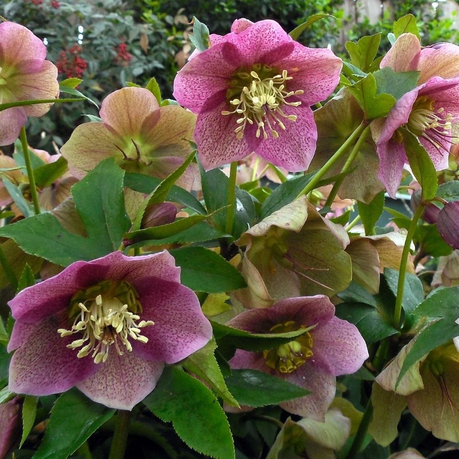 Морозник Монтсегур Морозник Монтсегур - Dolina-Sad.Ru