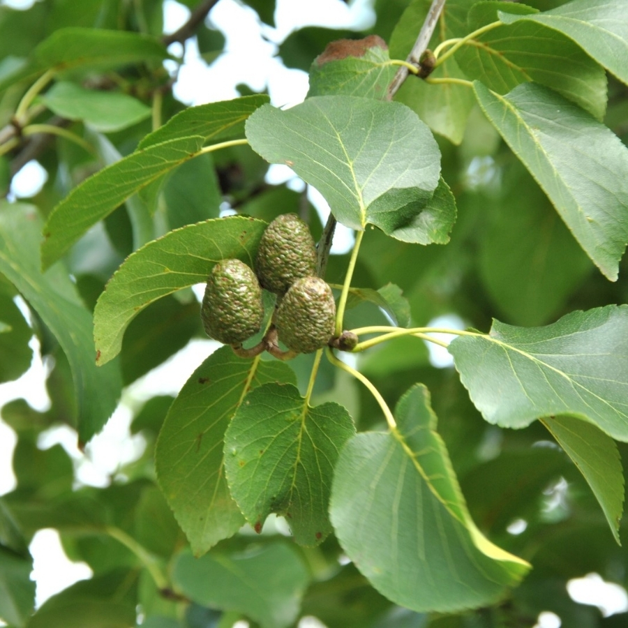 Ольха сердцелистная, С3 Ольха сердцелистная, С3 - Dolina-Sad.Ru