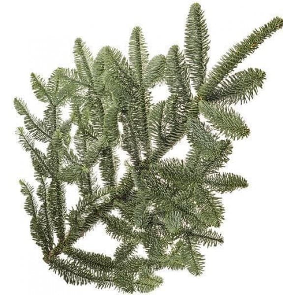 Лапник пихты Нобилиса (1 банч, 5 кг, 10-13 веток 55-70 см) - Dolina-Sad.Ru