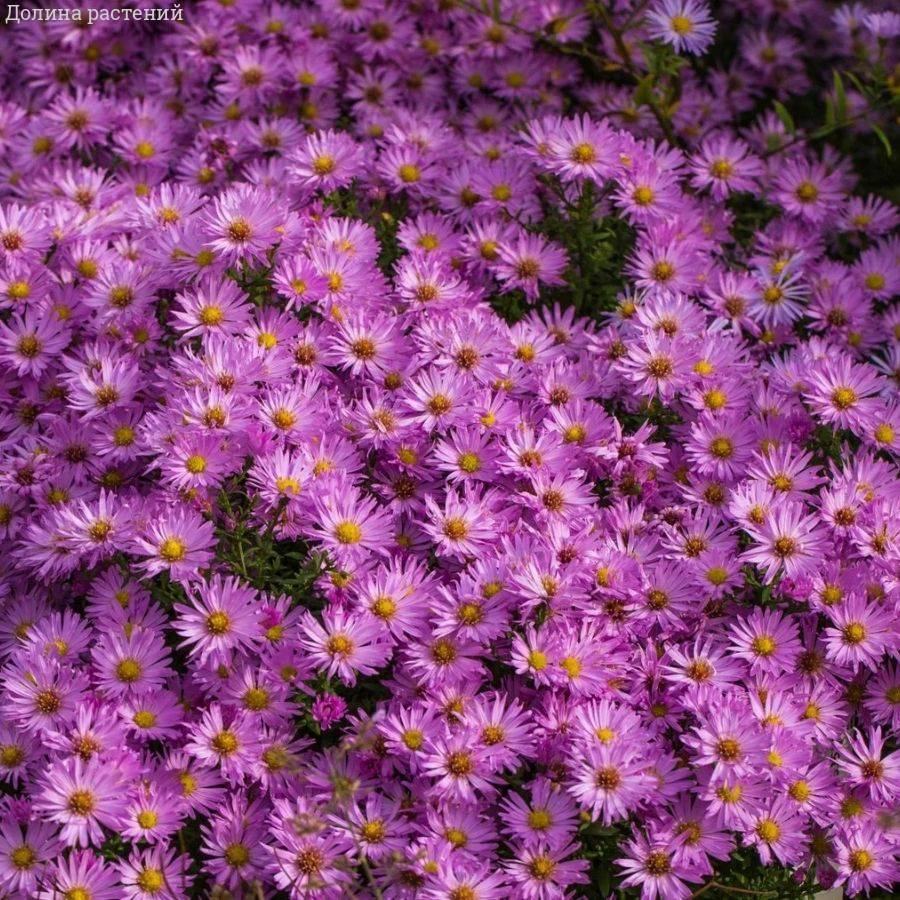 Астра кустарниковая Хербстгрусс вос Бруссурхоф - Dolina-Sad.Ru