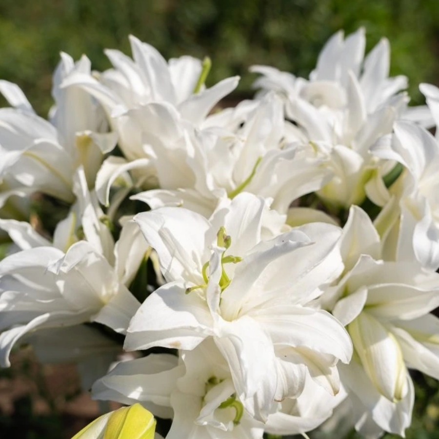 Лилия Роузлили Тирза - Dolina-Sad.Ru