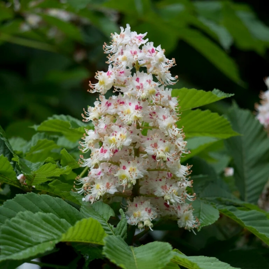 Конский каштан обыкновенный, С3 Конский каштан обыкновенный, С3 - Dolina-Sad.Ru