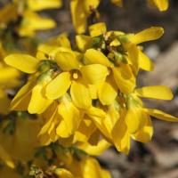 Форзиция промежуточная Курталин, С5 Форзиция промежуточная Курталин, С5 - Dolina-Sad.Ru