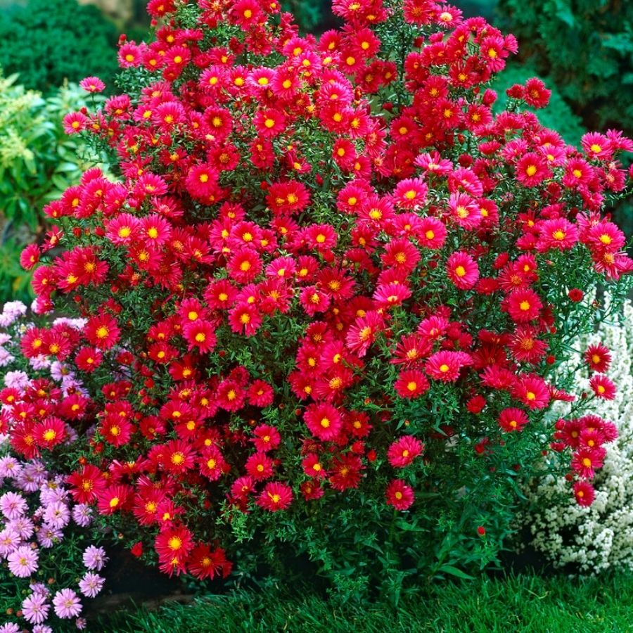 Астра новоанглийская Кримсон Брокад - Dolina-Sad.Ru