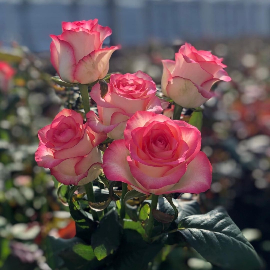 Роза Джумилия Роза Джумилия - Dolina-Sad.Ru