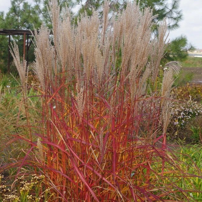 Мискантус Пурпл Фолл Мискантус Пурпл Фолл фото