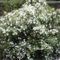 Чубушник Силберреген, С3 Чубушник Силберреген, С3 - Dolina-Sad.Ru