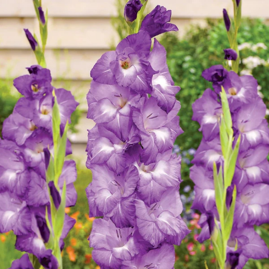 Гладиолус Нори Гладиолус Нори - Dolina-Sad.Ru