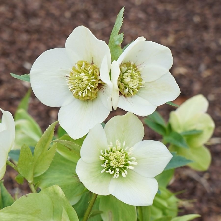 Морозник Претти Эллен Вайт Морозник Претти Эллен Вайт - Dolina-Sad.Ru