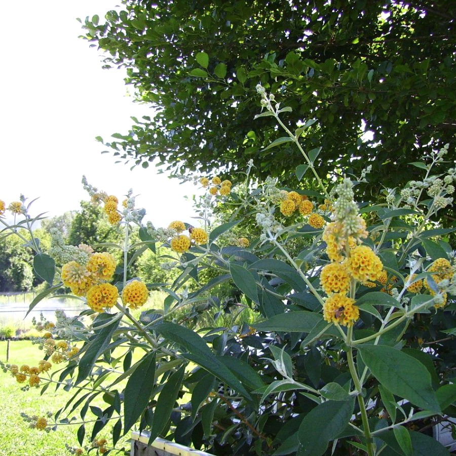 Буддлея Вейера Санголд - Dolina-Sad.Ru