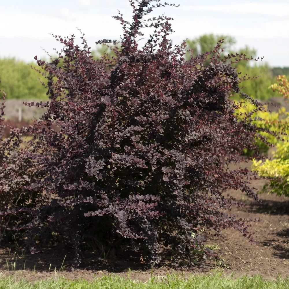 Барбарис оттавский Суперба, С3 Барбарис оттавский Суперба, С3 - Dolina-Sad.Ru