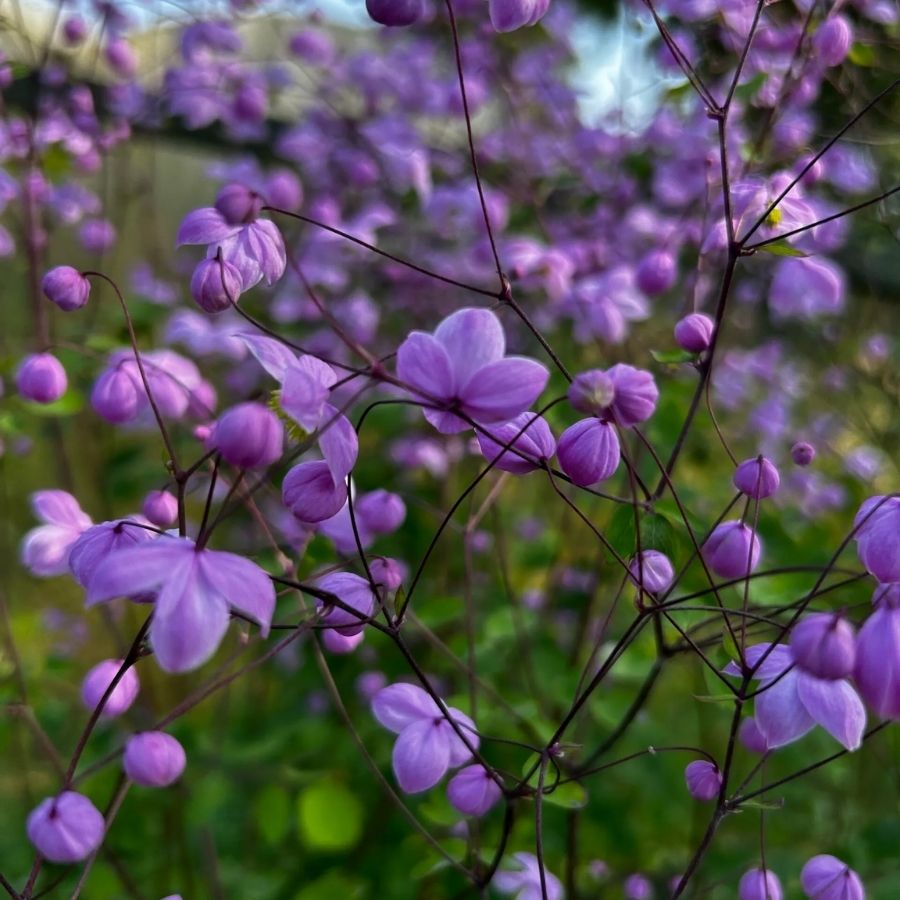 Василистник делавея - Dolina-Sad.Ru