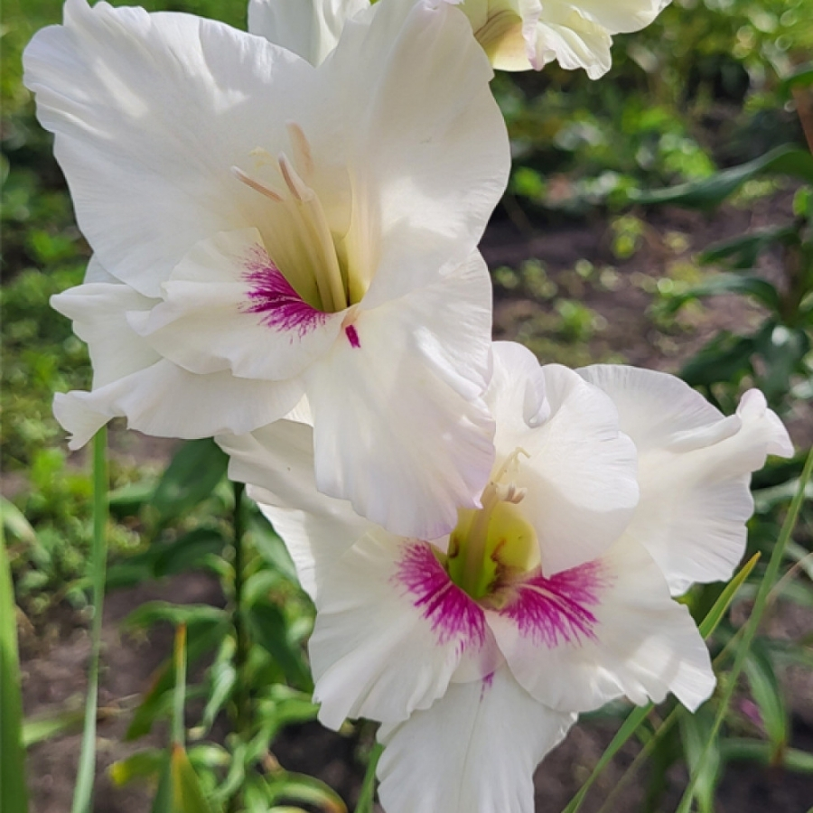 Гладиолус Норма Джин Гладиолус Норма Джин - Dolina-Sad.Ru