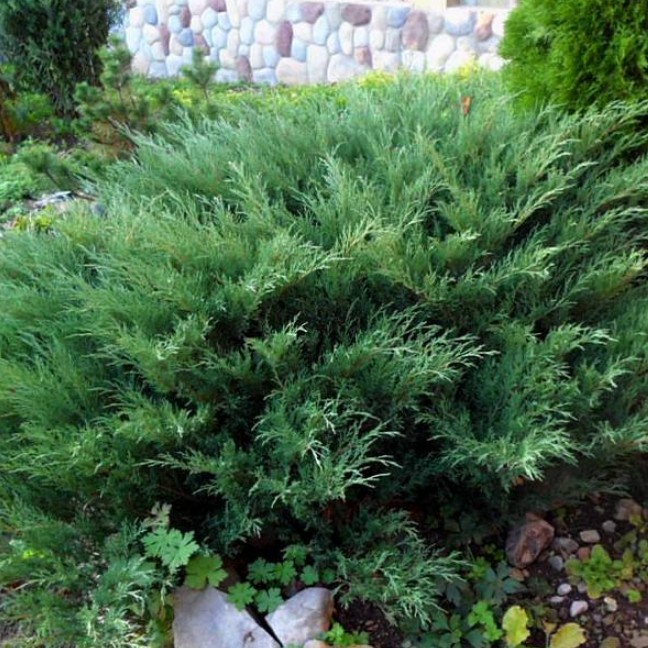 Можжевельник казацкий Глаука фото