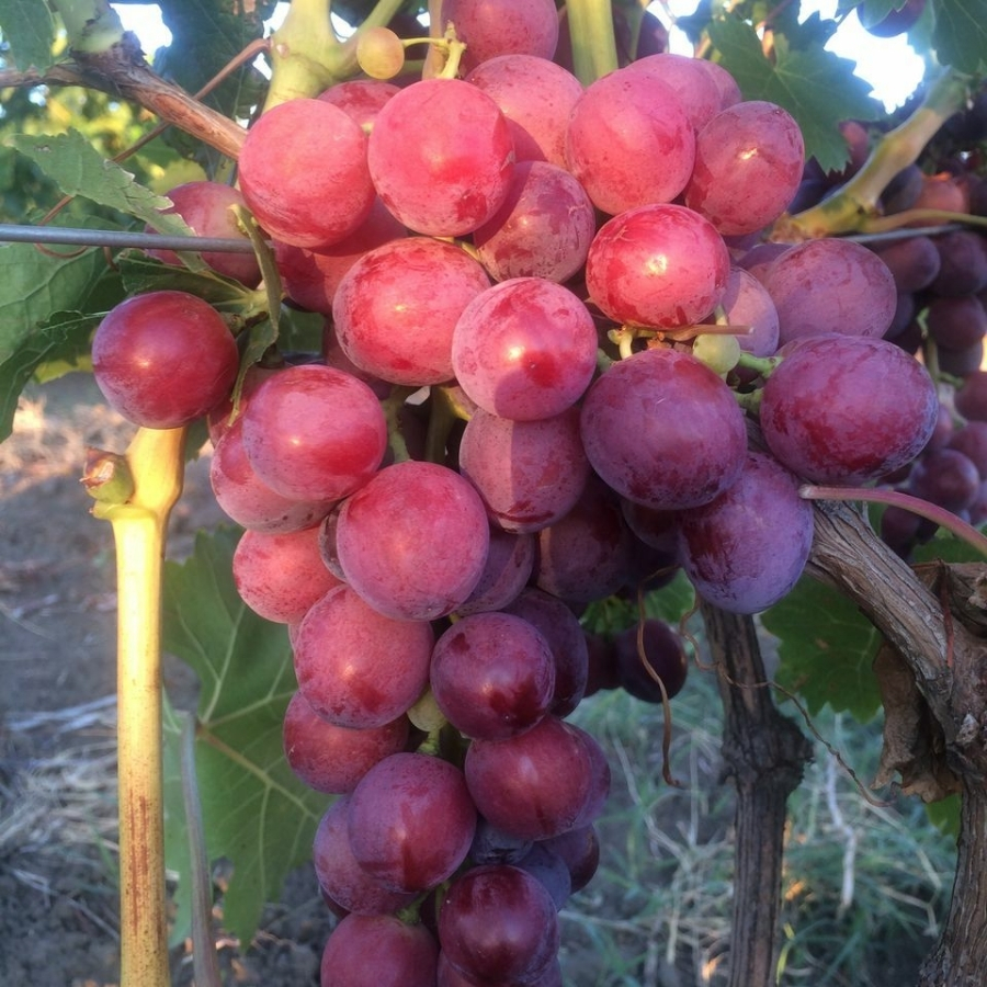 Виноград Кардинал - Dolina-Sad.Ru