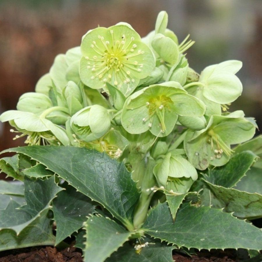 Морозник Грин Дварф Морозник Грин Дварф - Dolina-Sad.Ru