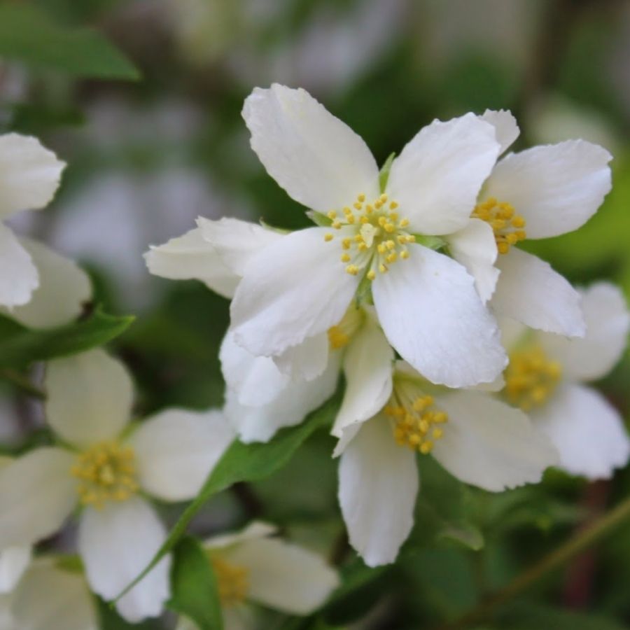 Чубушник Силберреген, С3 Чубушник Силберреген, С3 - Dolina-Sad.Ru