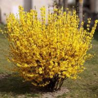 Форзиция промежуточная Уикенд, С3 Форзиция промежуточная Уикенд, С3 - Dolina-Sad.Ru