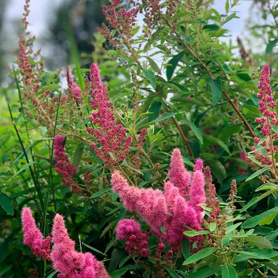 Спирея Дуглас, С2 - Dolina-Sad.Ru