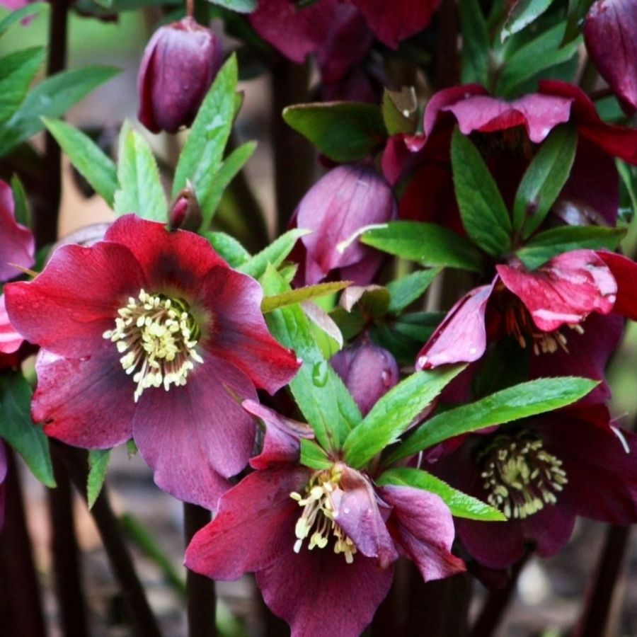 Морозник Ред Гибридс Морозник Ред Гибридс - Dolina-Sad.Ru