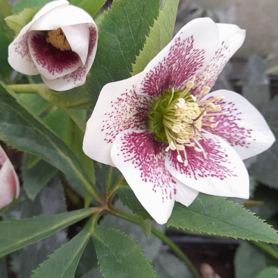 Морозник Боллим Морозник Боллим - Dolina-Sad.Ru