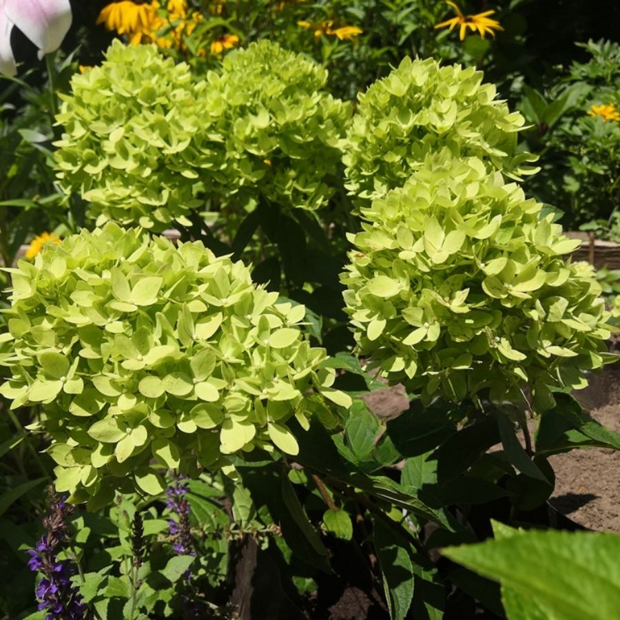 Гортензия метельчатая Би Грин, С2 Гортензия метельчатая Би Грин, С2 - Dolina-Sad.Ru