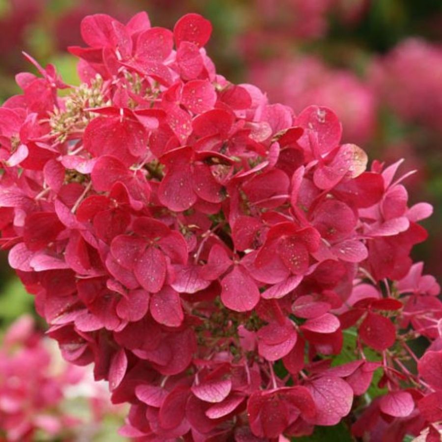 Гортензия метельчатая Даймонд Руж / Рендиа, С2 Гортензия метельчатая Даймонд Руж / Рендиа, С2 - Dolina-Sad.Ru