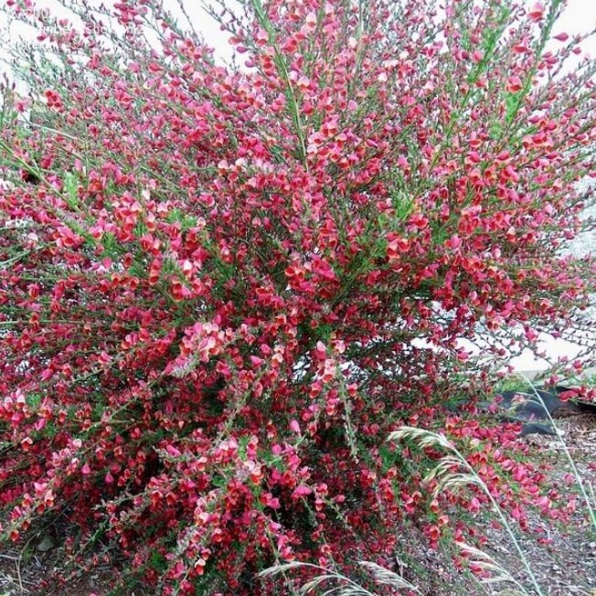 Ракитник Голландия Ракитник Голландия фото