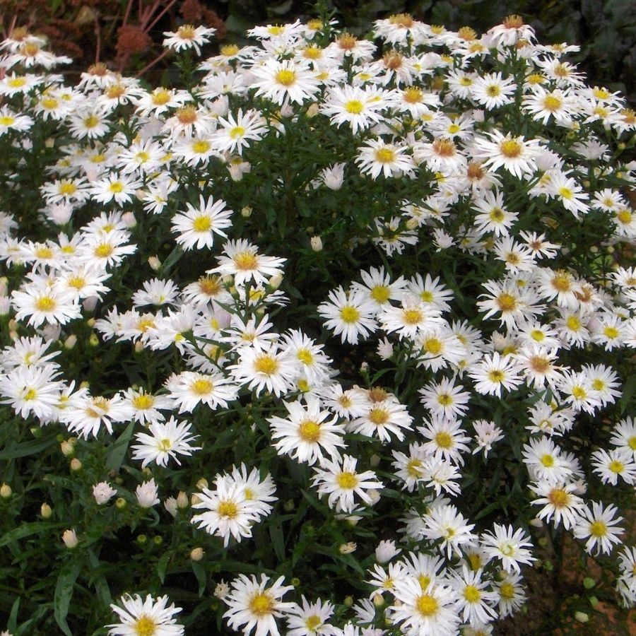 Астра кустарниковая Шнеекисен - Dolina-Sad.Ru