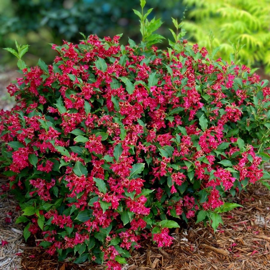 Вейгела Ред Принц, С3 - Dolina-Sad.Ru