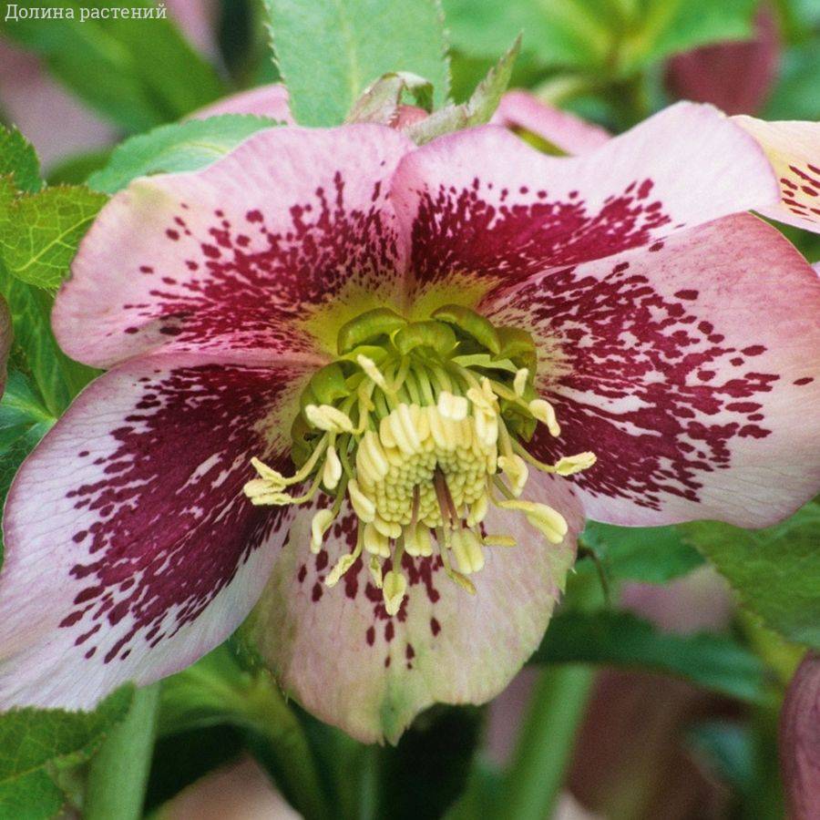 Морозник Претти Эллен Спотепд Морозник Претти Эллен Спотепд - Dolina-Sad.Ru