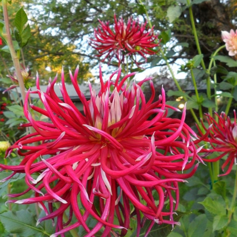 Георгина Холихилл Спайдер Вуман Георгина Холихилл Спайдер Вуман - Dolina-Sad.Ru