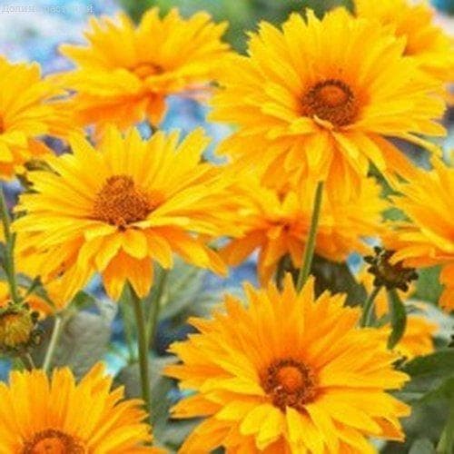 Гелиопсис шероховатый Золотые шары 0,2 г фото