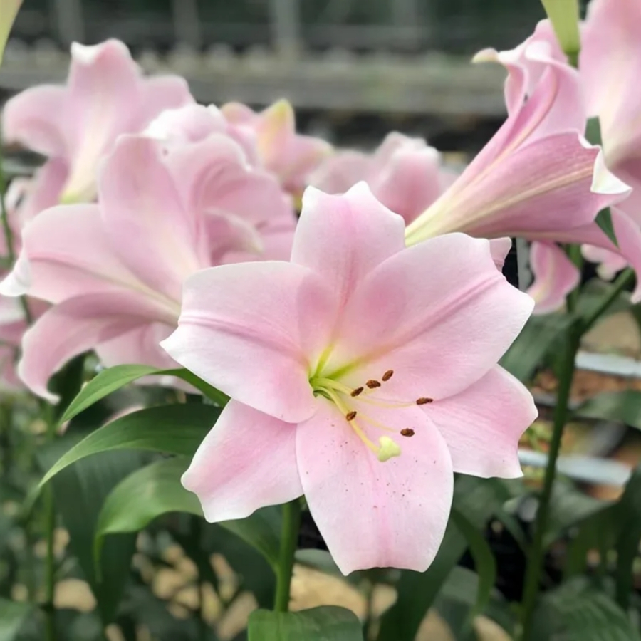 Лилия Кали - Dolina-Sad.Ru